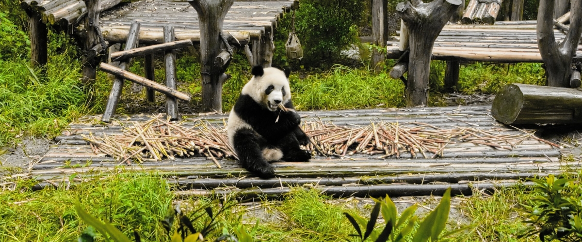 5. Pandy, socha Buddhy a skleněná lávka